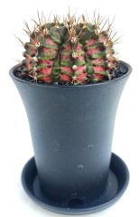 Gymnocalycium T-Rex Hybrid Pink 7,5 cm Saksılı Nadir Tür İthal Kaktüs