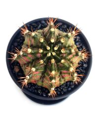 Gymnocalycium T-Rex Hybrid Pink 7,5 cm Saksılı Nadir Tür İthal Kaktüs