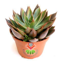 Echeveria 'Brown Sugar'- Koyu Renk Yapraklı- Dev Boy Nadir TÜR Sukulent-15 cm saksıda-Kaktüs