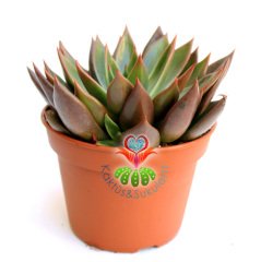 Echeveria 'Brown Sugar'- Koyu Renk Yapraklı- Dev Boy Nadir TÜR Sukulent-15 cm saksıda-Kaktüs