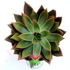 Echeveria 'Brown Sugar'- Koyu Renk Yapraklı- Dev Boy Nadir TÜR Sukulent-15 cm saksıda-Kaktüs