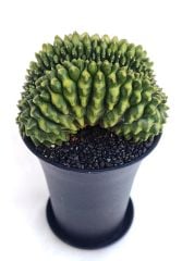 Gymnocalycium SPINELESS BRIDGE TİMSAH 9,5 cm Saksılı Nadir Tür İthal Kaktüs