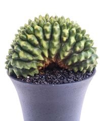 Gymnocalycium SPINELESS BRIDGE TİMSAH 9,5 cm Saksılı Nadir Tür İthal Kaktüs