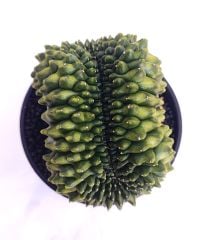 Gymnocalycium SPINELESS BRIDGE TİMSAH 9,5 cm Saksılı Nadir Tür İthal Kaktüs