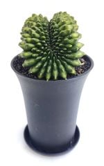 Gymnocalycium SPINELESS BRIDGE TİMSAH 9,5 cm Saksılı Nadir Tür İthal Kaktüs