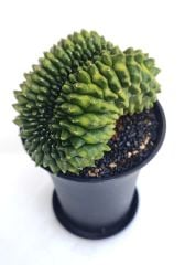 Gymnocalycium SPINELESS BRIDGE TİMSAH 9,5 cm Saksılı Nadir Tür İthal Kaktüs
