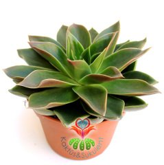 Echeveria 'Mexicano'- Koyu Renk Yapraklı- Dev Boy Nadir TÜR Sukulent-15 cm saksıda-Kaktüs