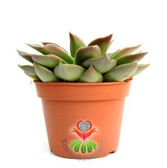 Echeveria 'Mexicano'- Koyu Renk Yapraklı- Dev Boy Nadir TÜR Sukulent-15 cm saksıda-Kaktüs