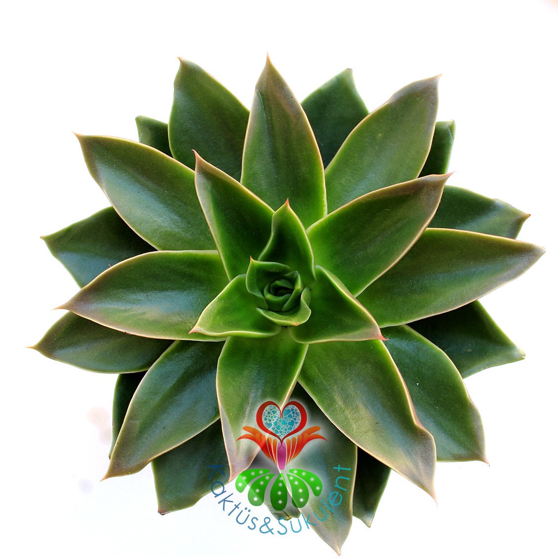 Echeveria 'Mexicano'- Koyu Renk Yapraklı- Dev Boy Nadir TÜR Sukulent-15 cm saksıda-Kaktüs