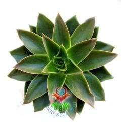 Echeveria 'Mexicano'- Koyu Renk Yapraklı- Dev Boy Nadir TÜR Sukulent-15 cm saksıda-Kaktüs
