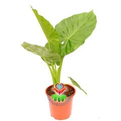 Dev Fil Kulağı Bitkisi-Alocasia Macrorrhizos-15cm Saksıda 40+ cm Büyüklük