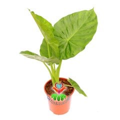 Dev Fil Kulağı Bitkisi-Alocasia Macrorrhizos-15cm Saksıda 40+ cm Büyüklük