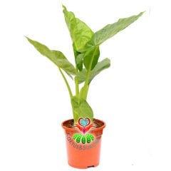 Dev Fil Kulağı Bitkisi-Alocasia Macrorrhizos-15cm Saksıda 40+ cm Büyüklük