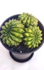 Gymnocalycium SPINELESS İNERMİS 9,5 cm Saksılı Nadir Tür İthal Kaktüs