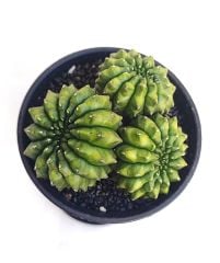 Gymnocalycium SPINELESS İNERMİS 9,5 cm Saksılı Nadir Tür İthal Kaktüs