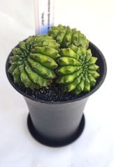Gymnocalycium SPINELESS İNERMİS 9,5 cm Saksılı Nadir Tür İthal Kaktüs
