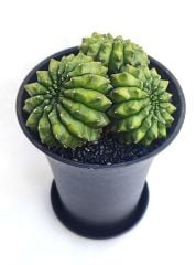Gymnocalycium SPINELESS İNERMİS 9,5 cm Saksılı Nadir Tür İthal Kaktüs