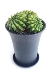 Gymnocalycium SPINELESS İNERMİS 9,5 cm Saksılı Nadir Tür İthal Kaktüs