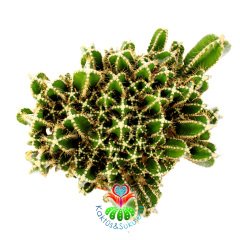 Radyasyon Emici Kaktüs-Cereus Peruvianus Florida-12 cm Saksıda Büyük Boy