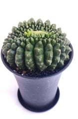 Gymnocalycium SPINELESS ISLAND GODZİLLA 9,5 cm Saksılı Nadir Tür İthal Kaktüs