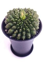 Gymnocalycium SPINELESS ISLAND GODZİLLA 9,5 cm Saksılı Nadir Tür İthal Kaktüs