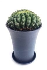 Gymnocalycium SPINELESS ISLAND GODZİLLA 9,5 cm Saksılı Nadir Tür İthal Kaktüs