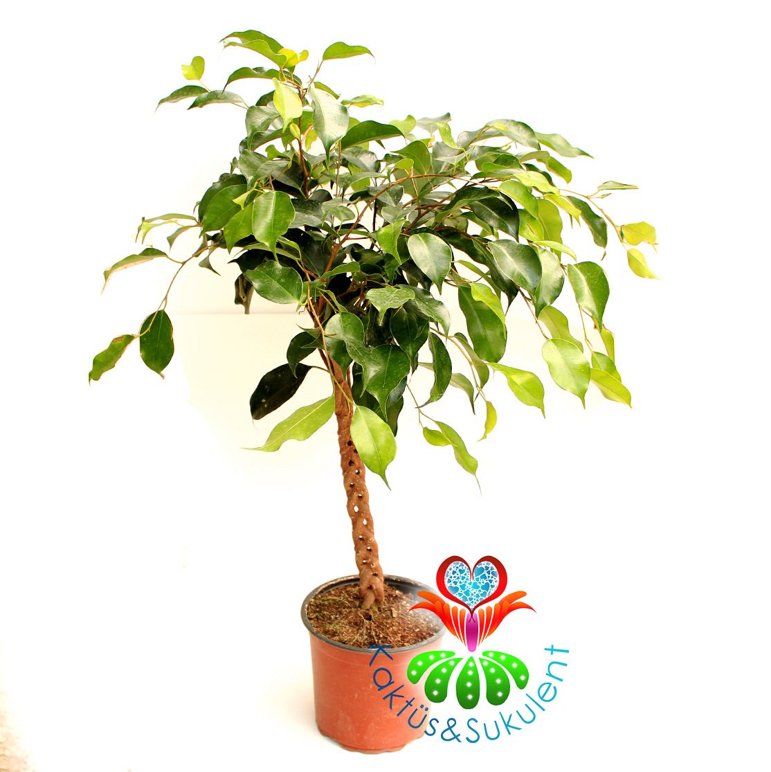 Örgülü Canlı Saksılı Ficus Benjamina-15 cm Saksıda 40+cm Büyüklükte-Bakımı Kolay İç Mekan Küçük Ağaç