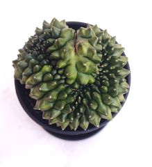 Gymnocalycium SPINELESS CRİSTATA 7,5 cm Saksılı Nadir Tür İthal Kaktüs