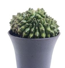 Gymnocalycium SPINELESS CRİSTATA 7,5 cm Saksılı Nadir Tür İthal Kaktüs