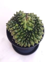 Gymnocalycium SPINELESS CRİSTATA 7,5 cm Saksılı Nadir Tür İthal Kaktüs