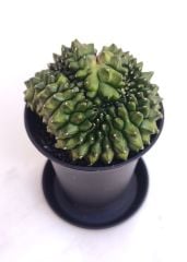 Gymnocalycium SPINELESS CRİSTATA 7,5 cm Saksılı Nadir Tür İthal Kaktüs