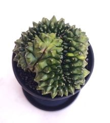 Gymnocalycium SPINELESS CRİSTATA 7,5 cm Saksılı Nadir Tür İthal Kaktüs