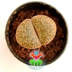 Lithops Fulviceps-Sarı Turuncu Renk-5,5 cm Saksıda-Yaşayan Taş Kaktüs-Altıntaş-Sarı Çiçek Açar
