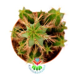 Euphorbia Fruticosa-Sert Dikenli Canlı Renkli Kaktüs-8,5 cm Saksıda