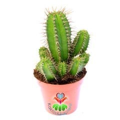 Euphorbia Fruticosa-Sert Dikenli Canlı Renkli Kaktüs-8,5 cm Saksıda