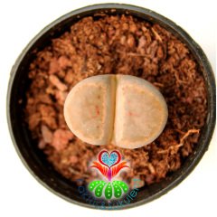 Lithops Brevis -Kırmızı Çizgili Krem Renk-5,5 cm Saksıda-Yaşayan Taş Kaktüs-Altıntaş-Sarı Çiçek Açar