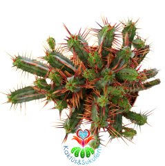 Euphorbia Enopla-Kırmızı Dikenli Dallı Kaktüs-10,5 cm Saksıda