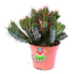 Euphorbia Enopla-Kırmızı Dikenli Dallı Kaktüs-10,5 cm Saksıda