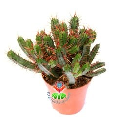 Euphorbia Enopla-Kırmızı Dikenli Dallı Kaktüs-10,5 cm Saksıda