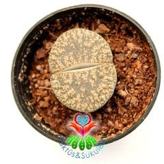 Lithops Burchellii -Desenli Krem Renk-5,5 cm Saksıda-Yaşayan Taş Kaktüs-Altıntaş-Sarı Çiçek Açar