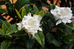 Gardenya-Kokulu Beyaz Çiçekler Açan Tropik Tür-10 cm Saksıda-Gardenia Jasminoides
