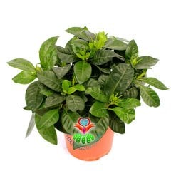 Gardenya-Kokulu Beyaz Çiçekler Açan Tropik Tür-10 cm Saksıda-Gardenia Jasminoides