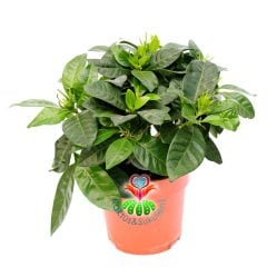 Gardenya-Kokulu Beyaz Çiçekler Açan Tropik Tür-10 cm Saksıda-Gardenia Jasminoides