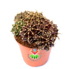 Gymnocalycium Mihanovichii-Saksı Dolusu Kırmızı Tonlarda-8,5 cm Saksıda