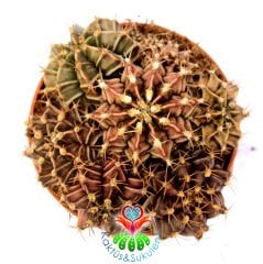 Gymnocalycium Mihanovichii-Saksı Dolusu Kırmızı Tonlarda-8,5 cm Saksıda