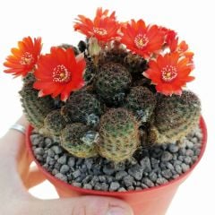 Aylostera gavazzii (Rebutia gavazzii) - Çok Nadir Tür-Mükemmel Çiçek Açar 8 cm saksıda