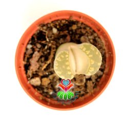 Lithops Otzeniana -Desenli Krem Renk-5,5 cm Saksıda-Yaşayan Taş Kaktüs-Altıntaş-Sarı Çiçek Açar