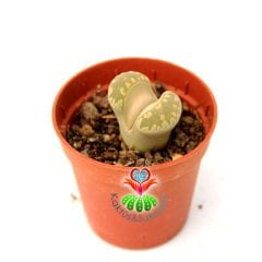 Lithops Otzeniana -Desenli Krem Renk-5,5 cm Saksıda-Yaşayan Taş Kaktüs-Altıntaş-Sarı Çiçek Açar