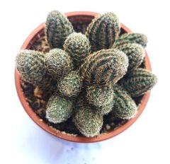 Aylostera gavazzii (Rebutia gavazzii) - Çok Nadir Tür-Mükemmel Çiçek Açar 8 cm saksıda