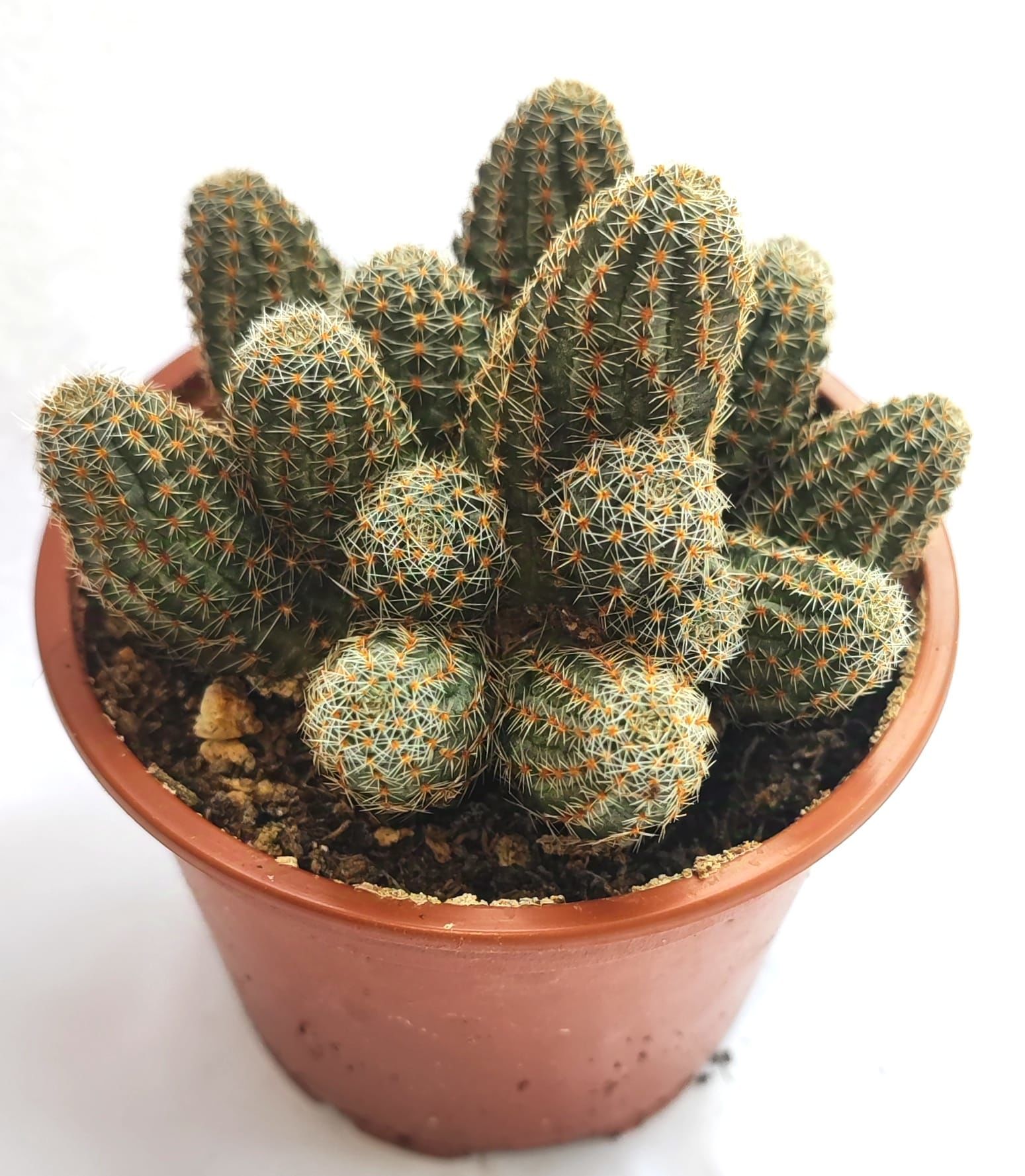 Aylostera gavazzii (Rebutia gavazzii) - Çok Nadir Tür-Mükemmel Çiçek Açar 8 cm saksıda